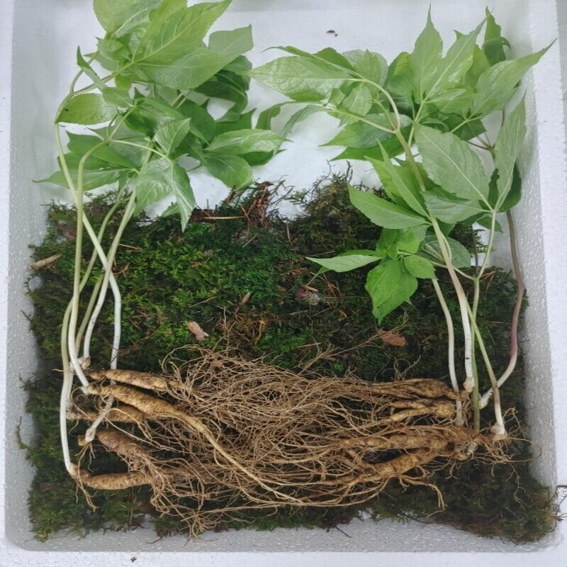 건강식품, 천년보감, 천년장뇌산삼진액, 천년벌나무 진액, 천년산삼단, 산삼환, 산삼, 진액, 산삼진액, 벌나무, 산삼단, 선물, 직접제조