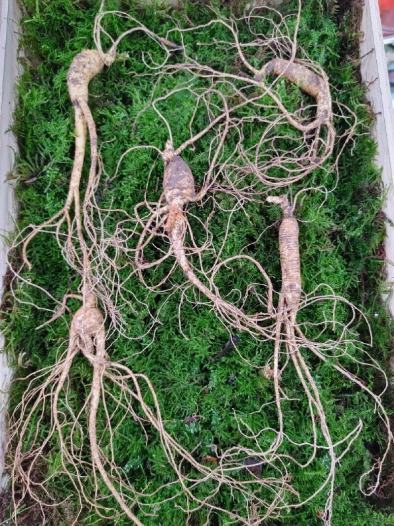 건강식품, 천년보감, 천년장뇌산삼진액, 천년벌나무 진액, 천년산삼단, 산삼환, 산삼, 진액, 산삼진액, 벌나무, 산삼단, 선물, 직접제조